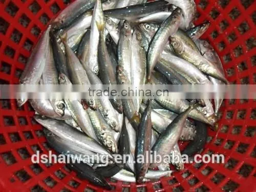 Frozen Pacific Mackerel for Sale With Size - 80g photo-2