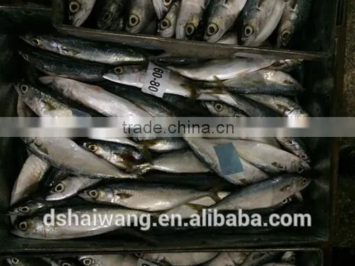 Landing Frozen Horse Mackerel With Size 60 - 80