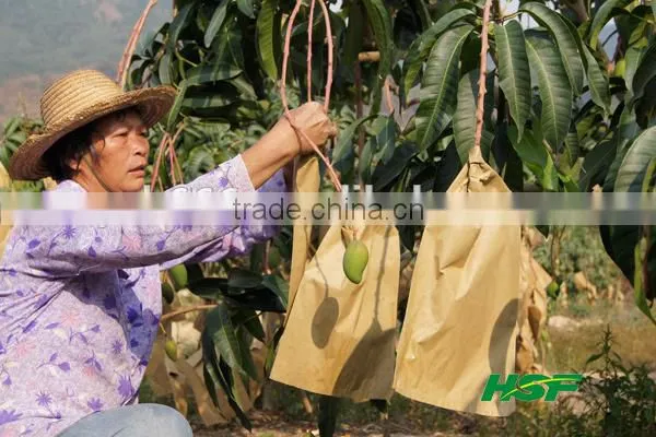 Mango Fruit Growing Paper Bag photo-4
