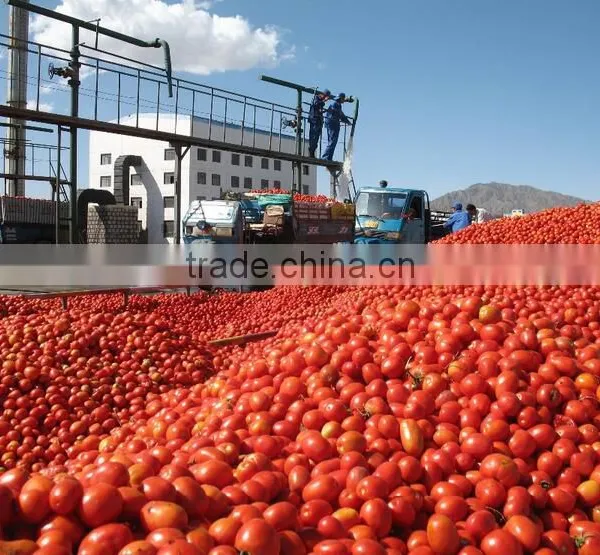 2016 New Products Canned Tomato Paste With Premium Grade photo-5