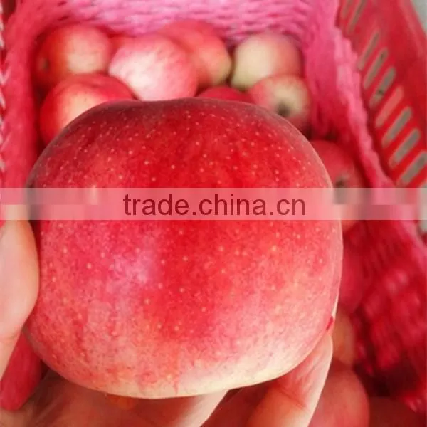 2015 new season delicious apple qin guan apples