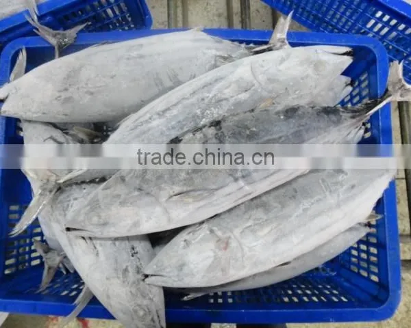 Frozen Skipjack Tuna