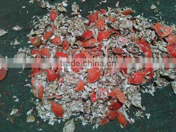 Crab Shell photo-4