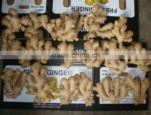 New Crop Ginger Root Ginger for Sale With Good Quality photo-4