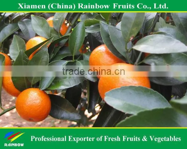 Fresh Mandarin