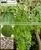 Moringa Oleifera