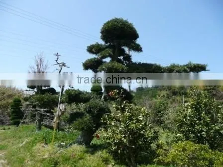 Podocarpus Macrophyllus Bonsai Tree