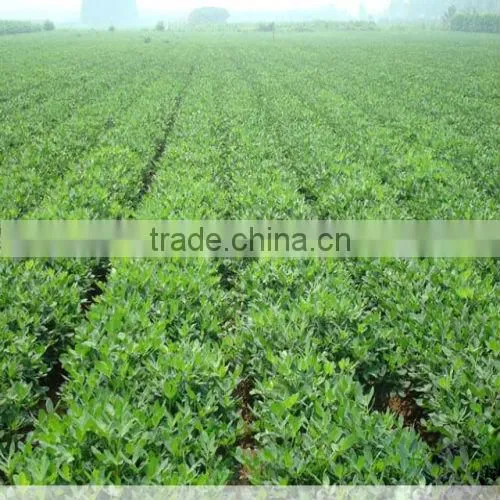 Competitive Price Of White/Red/Pink/Black Peanut Seed For Sale/Planting photo-2