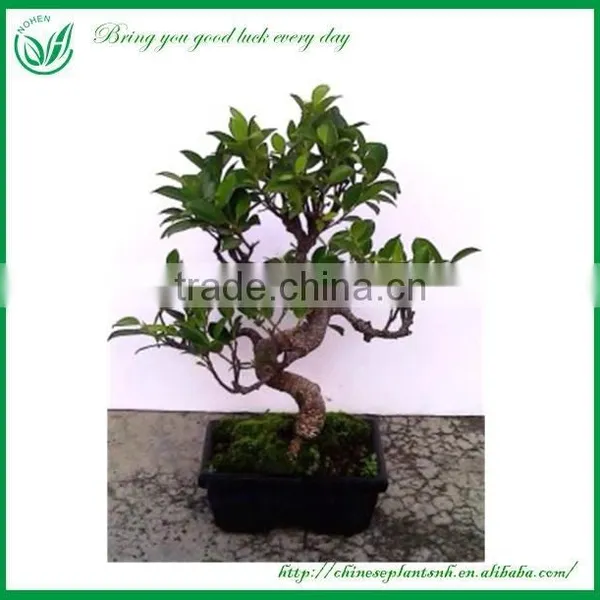 Mini Indoor Green Foliage Plants photo-6
