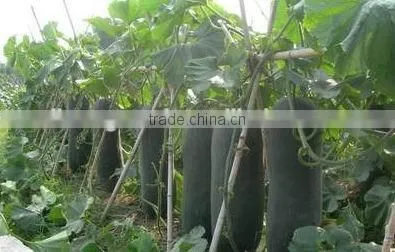 Vegetable Seeds Black Wax Gourd Seeds