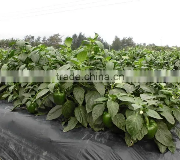 Compound NPK Fertilizer 17-17-17 photo-2