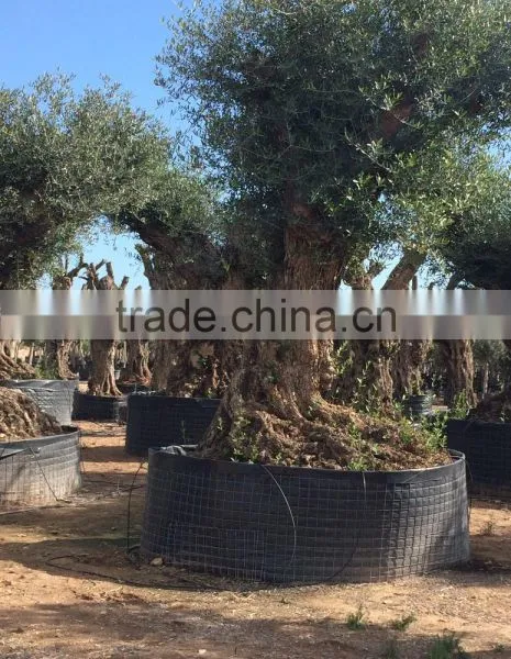 Olive Tree "Lechin"- Olea Europaea "Lechin Ejemplar"