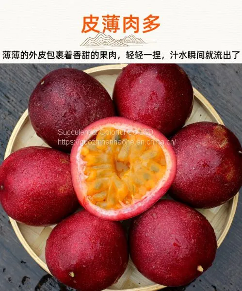 Passion Fruit photo-2