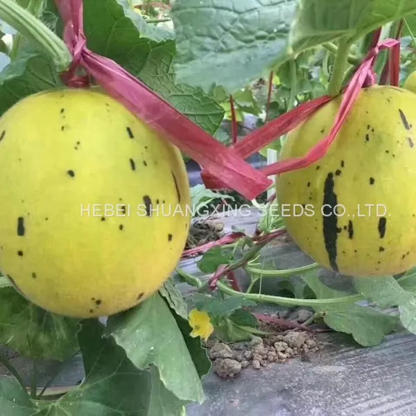 Golden Hybrid Musk Melon Seeds for Planting photo-3
