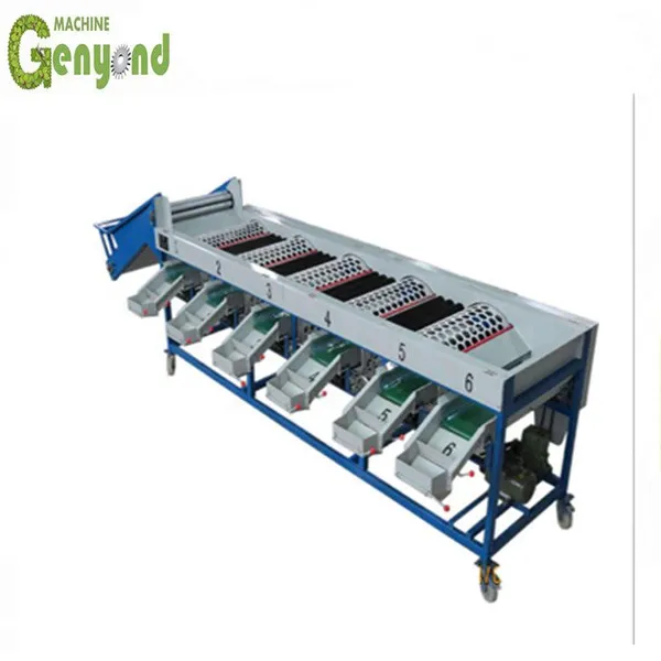 Shanghai Date Olive Size Grading Machine for Fruit & Vegetable Processing photo-4