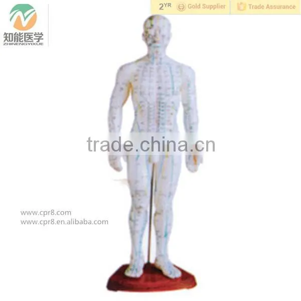 Medical Human Body Acupuncture Model (in Chinese) 50CM