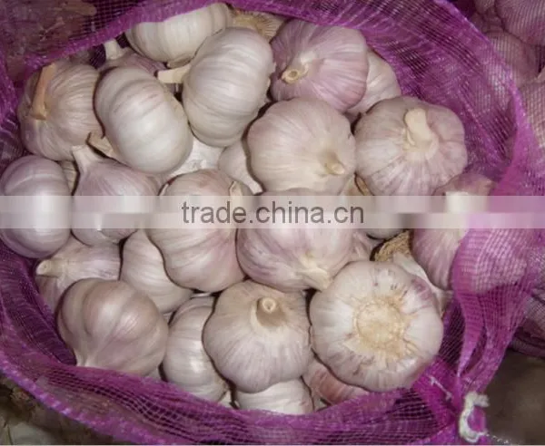 2016 New Crop Normal White Garlic/Purple Garlic/Red Garlic