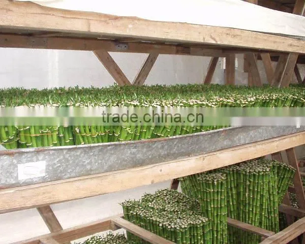 Indoor Plants 50cm Straight Lucky Bamboo Decorative Plant photo-3