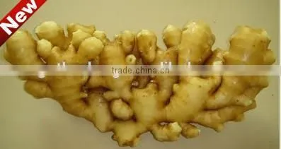 New Harvest,Top Quality Natural Ginger photo-3
