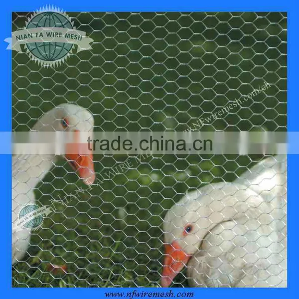 Hexagonal Netting for Poultry (Factoryof Guangzhou)