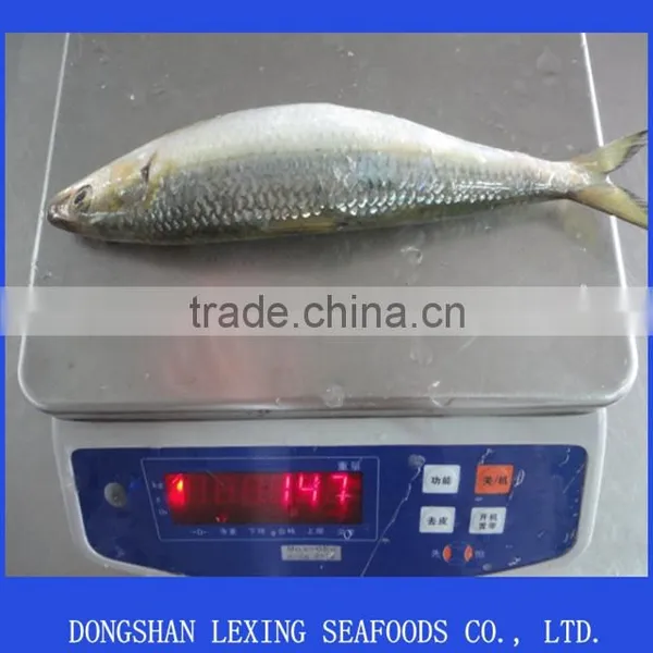 Good Quality Sea Frozen Sardine Fish photo-2