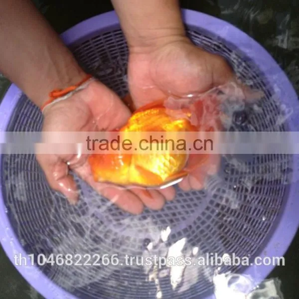 Live Tropical Gold Fish photo-2