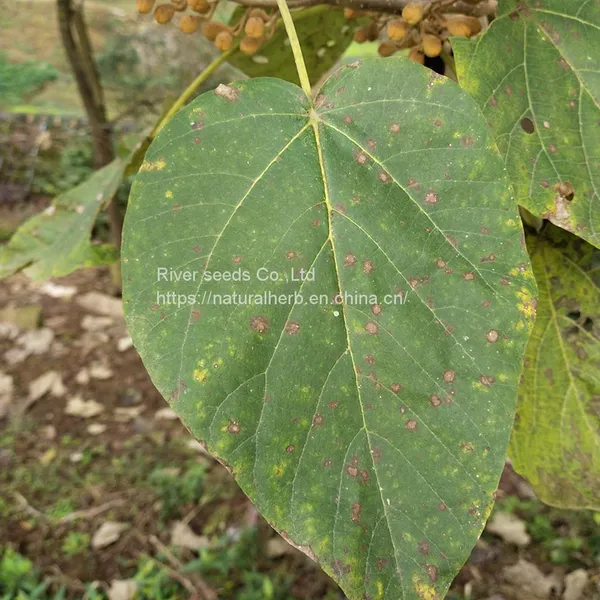 1kg 9501 Paulownia Elongata Seed Ripe Fast Growing Outdoor Empress Tree Seeds for Planting photo-2