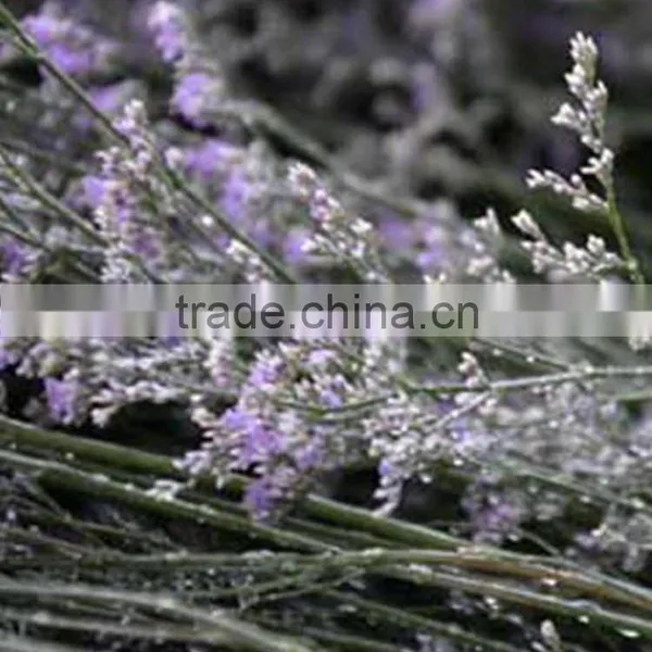 Special Unique Cut Flower Limonium photo-2