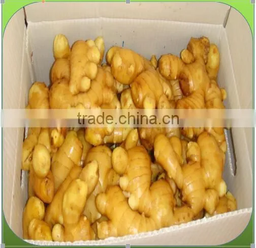GINGER PRICE IN CHINA photo-2