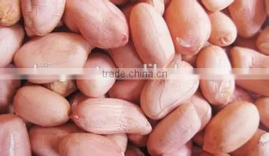 New Crop Peanut Kernels ,long and Round Type for Sale photo-4