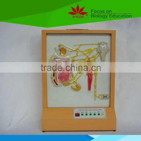 Head and Face Autonomic Nerve Distribution Electic Model