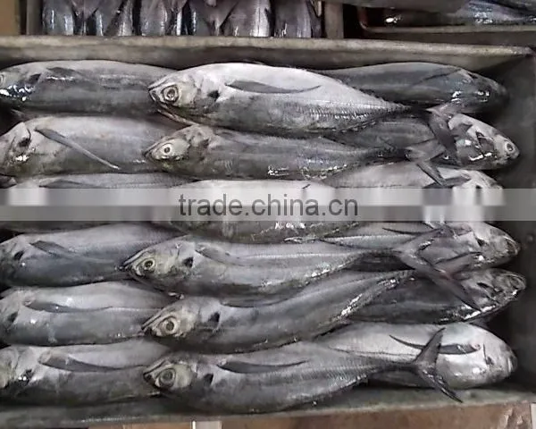 FROZEN HORSE MACKEREL WHOLE ROUND photo-6
