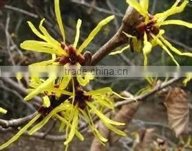 GMP Kosher Natural Witch Hazel Extract Tannins photo-2