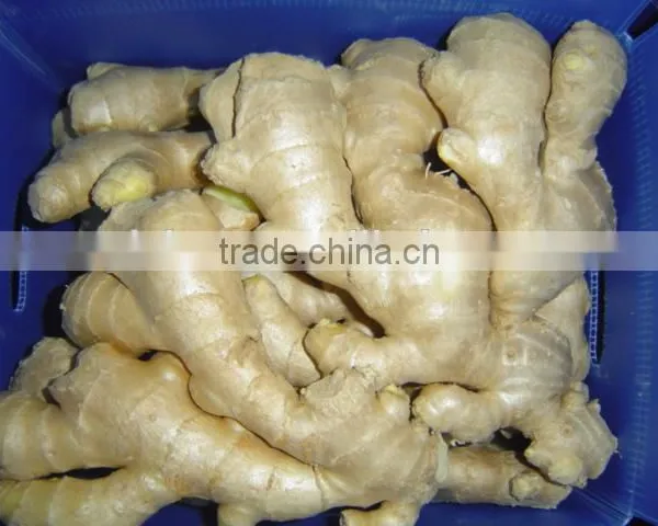 New Crop China Fresh Ginger for Sale photo-4
