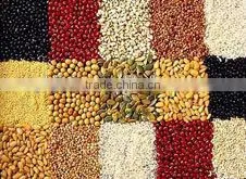 Best Sale Corn/maize Flour Milling Machine/corn Flour Mill Machine With Low Price photo-5