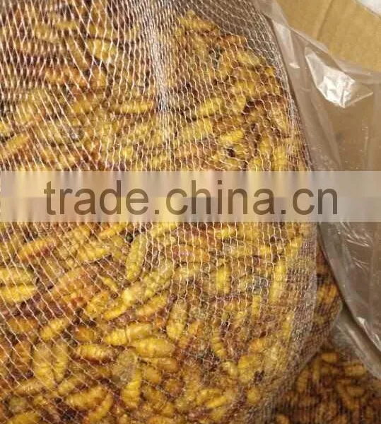 Popular Seafood in Thailand Frozen Silkworm Chrysalis photo-2