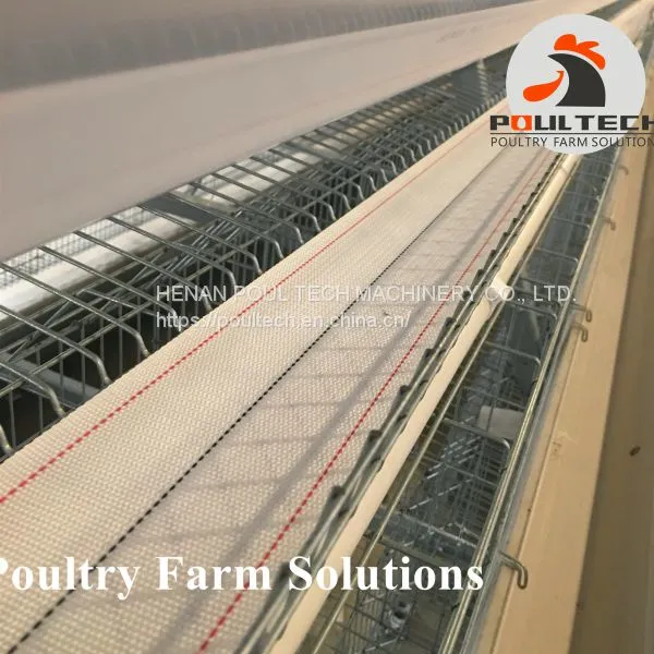 A Type Layer Chicken Cage Equipment for Poultry Farm photo-2