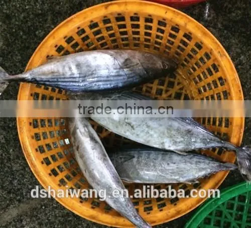 Frozen Skipjack Tuna From Chinese Manufacture With Size 300 - 750 g + photo-4