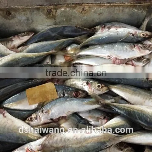 Frozen B Grade Trachurus Japonicus Seafood photo-2