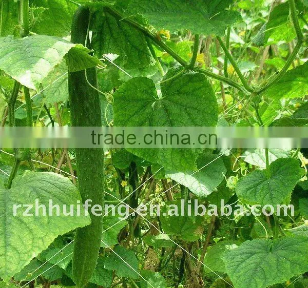 Vegetable Nets/Plant Support Net