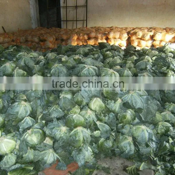 Cabbage, We Are Professional in Exporting Cabbage