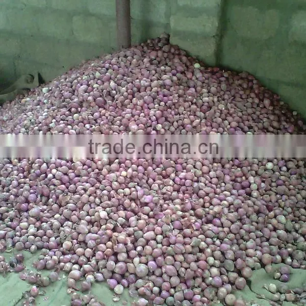 Lal Fresh Onions photo-4
