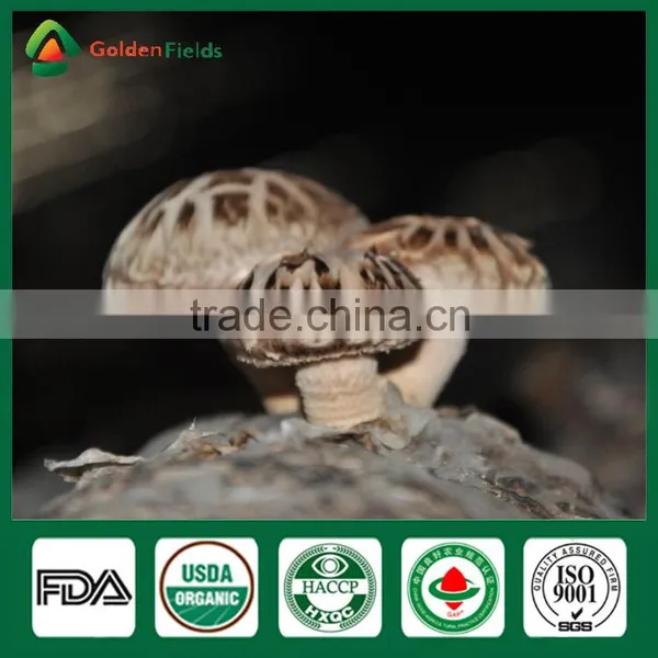 Spawn Logs of Shiitake Mushroom,Mushroom Logs for Sale,Shiitake Mushroom Logs photo-4