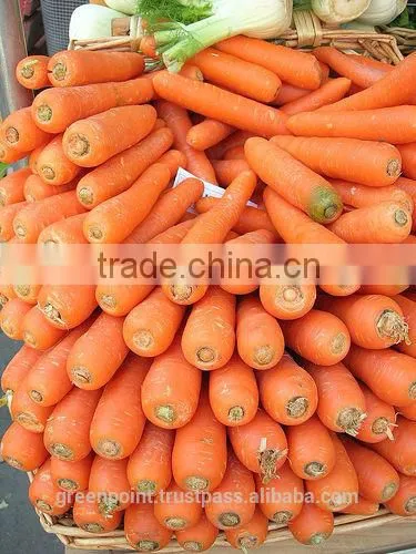 Carrot photo-4