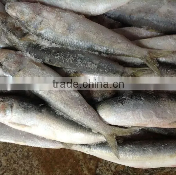 Whole Round Fresh Sardine Frozen Fish 8-10pcs/kg for Market photo-3