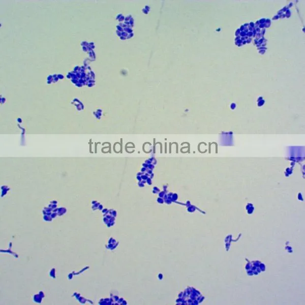 Microscope Glass Slide(Lab Equipment) Microbiology Prepared Slides photo-2