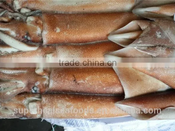 Frozen Argentina Illex Squid photo-2
