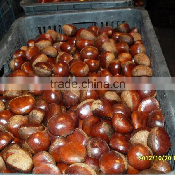 Dandong China Chestnut photo-5
