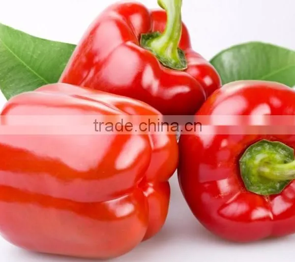 Fresh Bell Pepper- Capsicum With Best Price From Vietnam