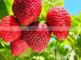 Strawberry photo-3